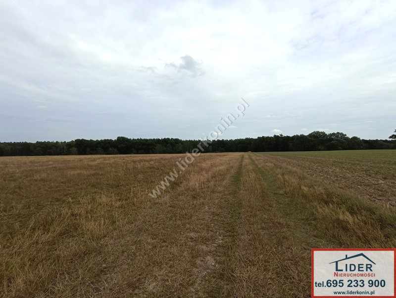 Działki budowlane przy lesie – Daninów, gm. Kazimierz Biskupi — Daninów, gm. Kazimierz Biskupi